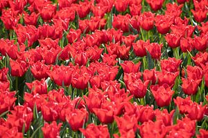 red tulips in a tulip field