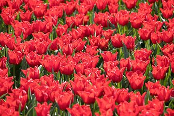 rote Tulpen in einem Tulpenfeld von W J Kok