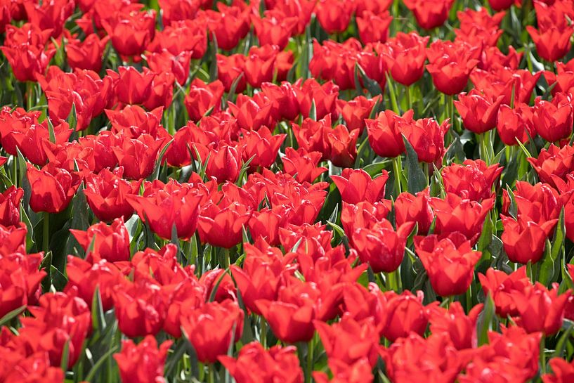 tulipes rouges dans un champ de tulipes par W J Kok