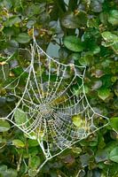 Frozen spider's web