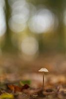 the flower of autumn