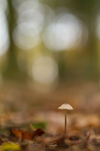 the flower of autumn by leon mulder