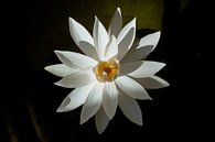 Perfect imperfections, fine art story over een Balinese lotus bloem van Jeroen Langeveld, MrLangeveldPhoto thumbnail