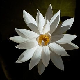 Perfect imperfections, fine art story over een Balinese lotus bloem van Jeroen Langeveld, MrLangeveldPhoto