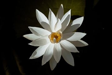 Perfect imperfections, fine art story over een Balinese lotus bloem van Jeroen Langeveld, MrLangeveldPhoto