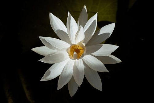 Perfect imperfections, fine art story over een Balinese lotus bloem
