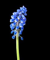 Die blaue Weintraube