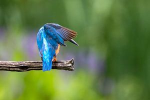 Eisvogel von Edwin Butter