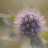 Blauwe zeedistel van Barbara Brolsma