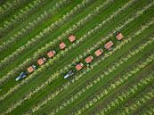 Apple picking in the Betuwe with the 'picking train' by Moetwil en van Dijk - Fotografie thumbnail