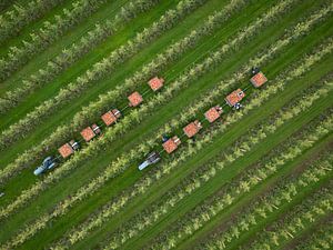 Apple picking in the Betuwe with the 'picking train'
