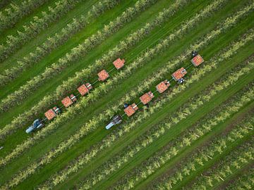 Appelpluk in de Betuwe met de 'pluktrein'