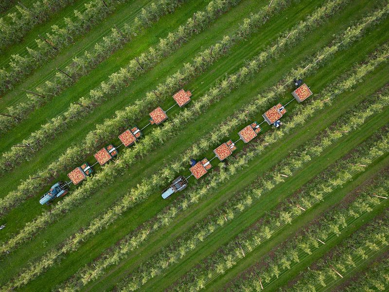 Apple picking in the Betuwe with the 'picking train' by Moetwil en van Dijk - Fotografie