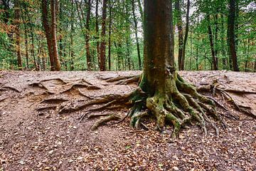 Tree trunk with roots and forest in the background by 77pixels