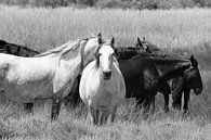 Witte paarden zwarte paarden van Jolanda van Eek en Ron de Jong thumbnail