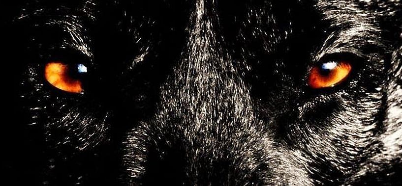 "Eyes of Dedication" by K9CARDI