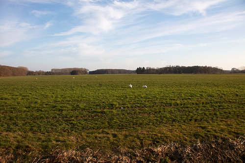 Twee zwanen op een weiland in Emsland