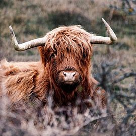 Scottish highlander staring into the camera by Rob Rollenberg