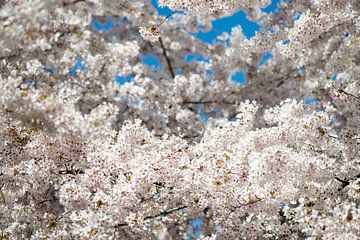 Sakura Paradise van Remke Spijkers