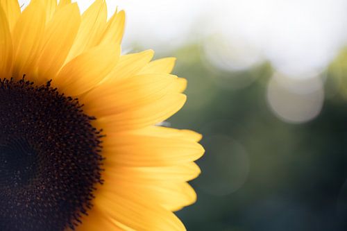 Rayonnant tournesol d'été