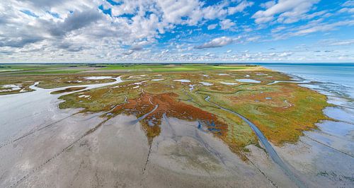 Texel - De Schorre - Rode Zeekraal 07