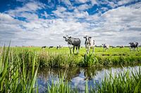 Holland