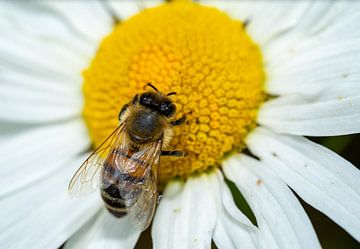 Abeille à miel sur une fleur sur Animaflora PicsStock