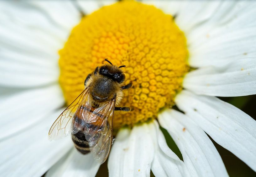 Honingbij op een bloem van Animaflora PicsStock