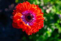 Lente bloem