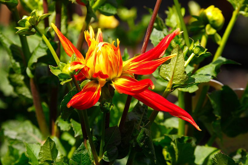 Dahlia (Dahlia cultivar), Germany, Europe by Torsten Krüger
