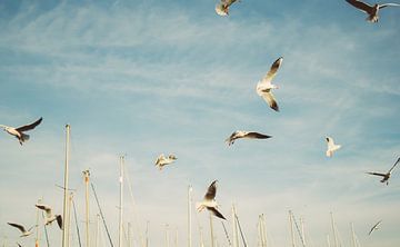 Seagulls in Port of Barcelona by Patrycja Polechonska