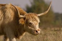 Scottish Highlander near Huis ter Heide