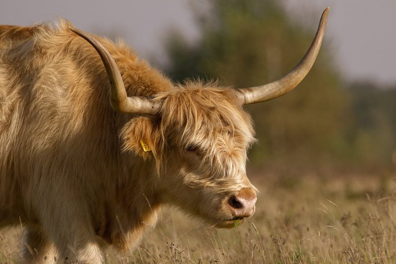 Highlander écossais près de Huis ter Heide par Lucy van de Beek