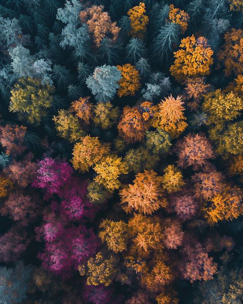 Blick von oben auf den Wald von fernlichtsicht