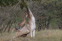 Damhirsch in der Bronzezeit