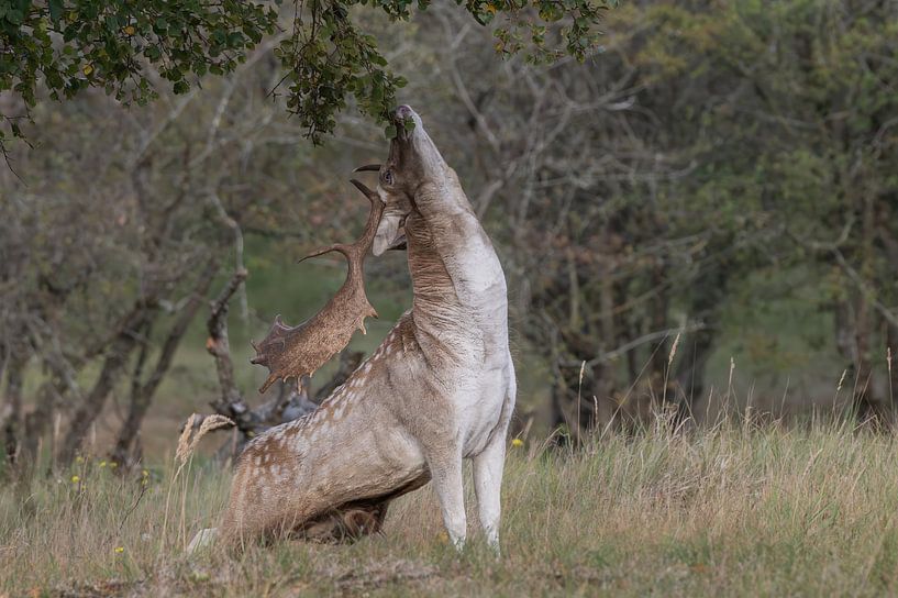 Fallow deer during bronze age by Lies Bakker