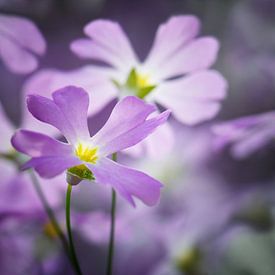 Primel, Brautprimel von Violetta Honkisz