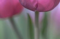 Tulpe Abstrakt