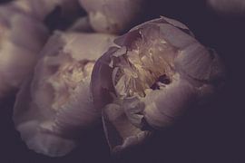 peony by Jasper Nieuwenhuizen