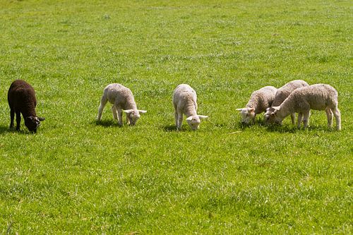 Lammetjes op ee rij by Marcel van der Voet