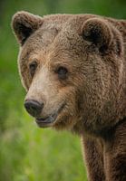 Eindrucksvolles Porträt eines lächelnden europäischen Braunbären.