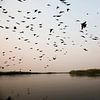Zonsondergang vanaf een boot. Silhouetteof vogels Okavango Delta, Botswana Afrika van Tjeerd Kruse