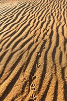 Traces in the sand