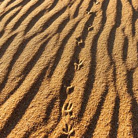 Traces dans le sable sur Wouter van Woensel