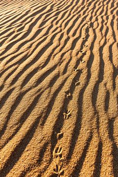 Sporen in het zand van Wouter van Woensel