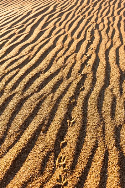Sporen in het zand van Wouter van Woensel