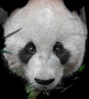 Reuzenpanda Portret