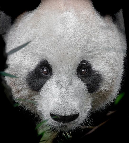 Reuzenpanda Portret van Jery Wormmeester