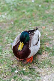 Duck by Luis Emilio Villegas Amador