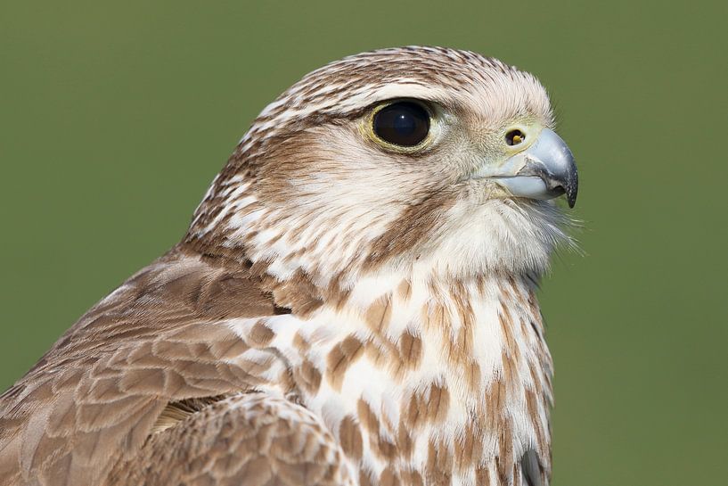 Saker Falcon (Falco cherrug) by Ronald Pol